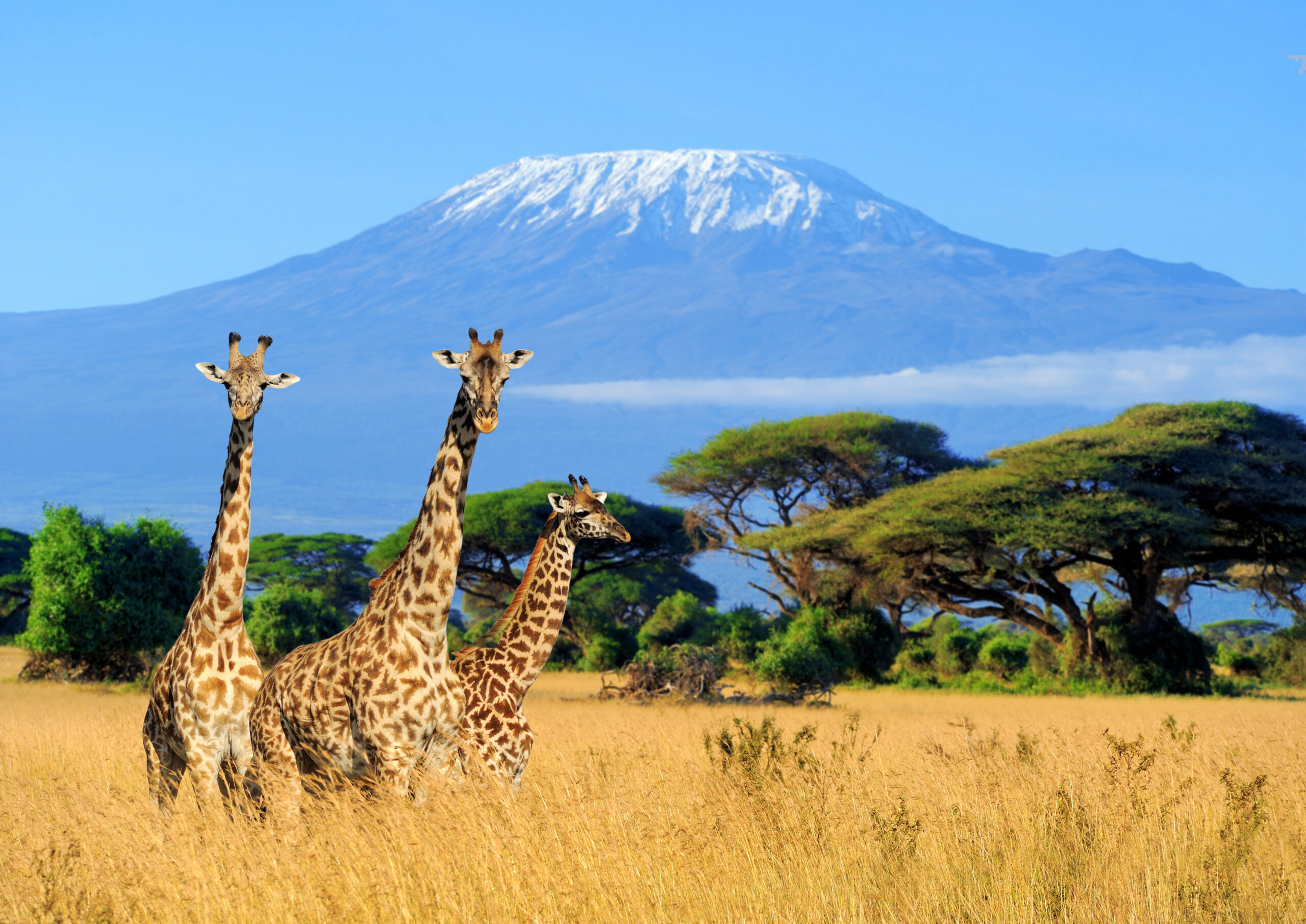 11-Nights World's Greatest Show & Safari - Mara